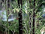 10 Phyllostachys nigra Samen, schwarzer Bambus, neuer Import Okt. 2016