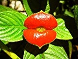 10 Psychotria elata Samen, Kussmundpflanze, Flower of Lips seeds, Sexy Lips plant