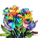 10 Regenbogen Rosen - langstielig und vasenfertig