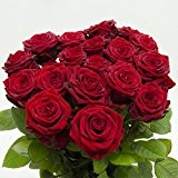 10 Rote Rosen im Bund, ca 50 bis 60cm +/- frisch vom Gärtner, sehr gut geeignet als Geschenk zum Valentinstag ...