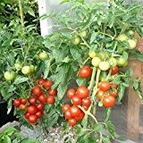 10 Samen Alaska Tomate - sehr kältetolerant, sehr schmackhaft