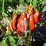 10 Samen Anaheim Chili - Pflanze bis zu 150cm, milde Sorte
