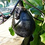 10 Samen Aubergine Black Beauty - ertragreiche Sorte mit dunkelvioletten Früchten