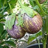 10 Samen Aubergine Listada de Gandia - lavendelfarbige, gestreifte Früchte