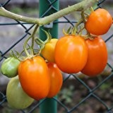 10 Samen Bernsteinpokal Tomate - leuchtend orange Buschtomate