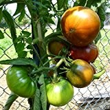 10 Samen Black Giant Tomate - saftige Fleischtomate, guter Ertrag