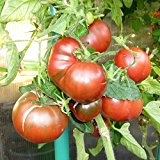 10 Samen Black Krim Tomate - russische Fleischtomate, kältetollerant