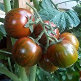 10 Samen Black Zebra Cherry Tomate - alte gestreifte Sorte, angenehmes Aroma