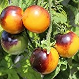 10 Samen Bluegold Tomate - saftige Früchte, außergewöhnliche Fruchtfarbe