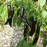 10 Samen Cacho Negro Chili - schwarz abreifend, milde Schärfe