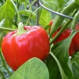 10 Samen California Wonder Paprika - robuste Sorte, guter Ertrag