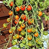 10 Samen Cerise Tomate - französische Cocktailtomate, hoher Ertrag