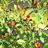 10 Samen Chiltepin Chili - Urform der Chilis, riesige Pflanze und Massenernte