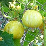 10 Samen Crystal Lemon Gurke - zitronenähnliche Gurke, hoher Ertrag