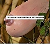 10 Samen der seltenen Vietnamesischen Milchmelone