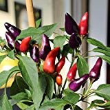 10 Samen Ecuador Purple Chili - hoher Ertrag, der Klassiker