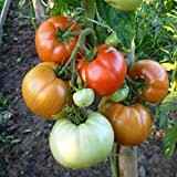 10 Samen Fiorentino Tomate - gerippte Fleischtomate, italienische Sorte