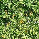10 Samen Gelbe Wildtomate Tomate - hunderte Früchte an einer Pflanze