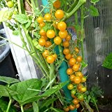 10 Samen Gold Rush Tomate - gelbe Johannisbeertomate, Massenertrag