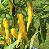 10 Samen Golden Cayenne Chili - Klassiker, 30-40 Früchte je Pflanze