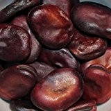 10 Samen Grano Violetto Puffbohne - winterhart, Herbstaussaat möglich