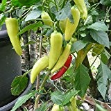 10 Samen Griechische milde Paprika - ertragreich, 12-18cm große Früchte