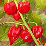 10 Samen Habanero rot Chili - Klassischer, weit verbreiteter Chili
