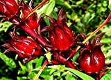 10 Samen Hibiscus sabdariffa, Roselle, Karkade, lecker als Tee oder im Sekt
