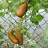 10 Samen Himangi Gurke - knackige Früchte, zarte Schale