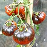 10 Samen Indigo Blue Beauty Tomate - platzfeste Fleischtomate