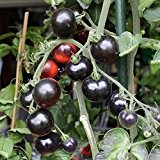 10 Samen Indigo Rose Tomate - schwarz-lilafarben , seltene Sorte