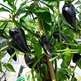 10 Samen Jalapeno Purple Chili - bekannte und bewährte Sorte in lila