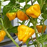 10 Samen Jamaican gelb Chili - seltene Habanero Art, fruchtig rauchiges Aroma