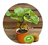 10 Samen Kiwi Bonsai Kübelpflanze Balkonpflanze Topfpflanze Obstsamen Kiwibaum