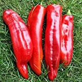 10 Samen Marconi rot Paprika - Italienische Sorte, fruchtig aromatisch