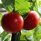 10 Samen Marglobe Tomate - eine der ältestesten Sorten der USA, gutes Tomatenaroma