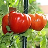 10 Samen Marmande Tomate - französische frühe Fleischtomate
