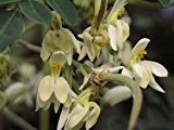 10 Samen Meerrettichbaum -Moringa oleifera- (frischer Direcktimport) Top Qualität -Sehr schnell wachsender Baum- >Viele Wichtige Vitamine