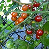 10 Samen Mexikanische Wildtomate - unzählige, aromatische Tomaten
