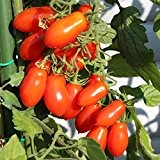 10 Samen Mini San Marzano Tomate - intensives Tomatenaroma, mittelfrühe Sorte
