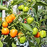 10 Samen Minibell orange Paprika - hoher Ertrag, kurze Reifezeit