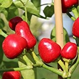 10 Samen Minibell rot Paprika - hoher Ertrag, kurze Reifezeit