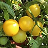 10 Samen New Sun Tomate - mittelfrühe Buschtomate, würziges Aroma