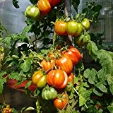 10 Samen Novogoschary Tomate - intensives Tomatenaroma, frühe Sorte
