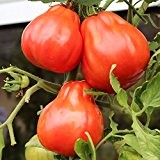 10 Samen Ochsenherz Tomate - Fleischtomate, sehr schnittfest