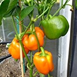 10 Samen Orange Sun Paprika - tolle Fruchtfarbe, guter Ertrag