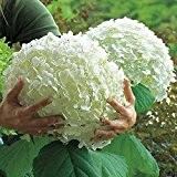 10 Samen / pack Weiße Hydrangea-Blumensamen, reine Farbe, dauerhafte, Hochzeit Partei Blume Pflanze DIY Haus & Garten