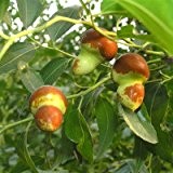 10 Samen / package, Saatgut rot Jujube in China, süß Gesundheit Bäume professionelles Netzwerk Wind Pflanzung Früchte