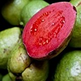 10 Samen / Packung DIY Hausgarten Pflanze frische Samen Guave Guave Thai Rosa Große Früchte Freies Verschiffen Seed