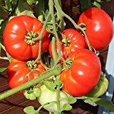 10 Samen Pantano Romanesco Tomate - italienische Sorte, ertragreich